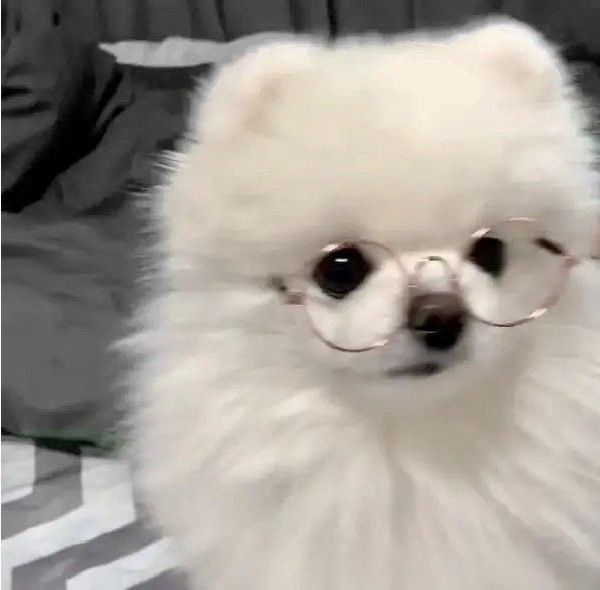 How to Get Dog Hair Out of Carpet